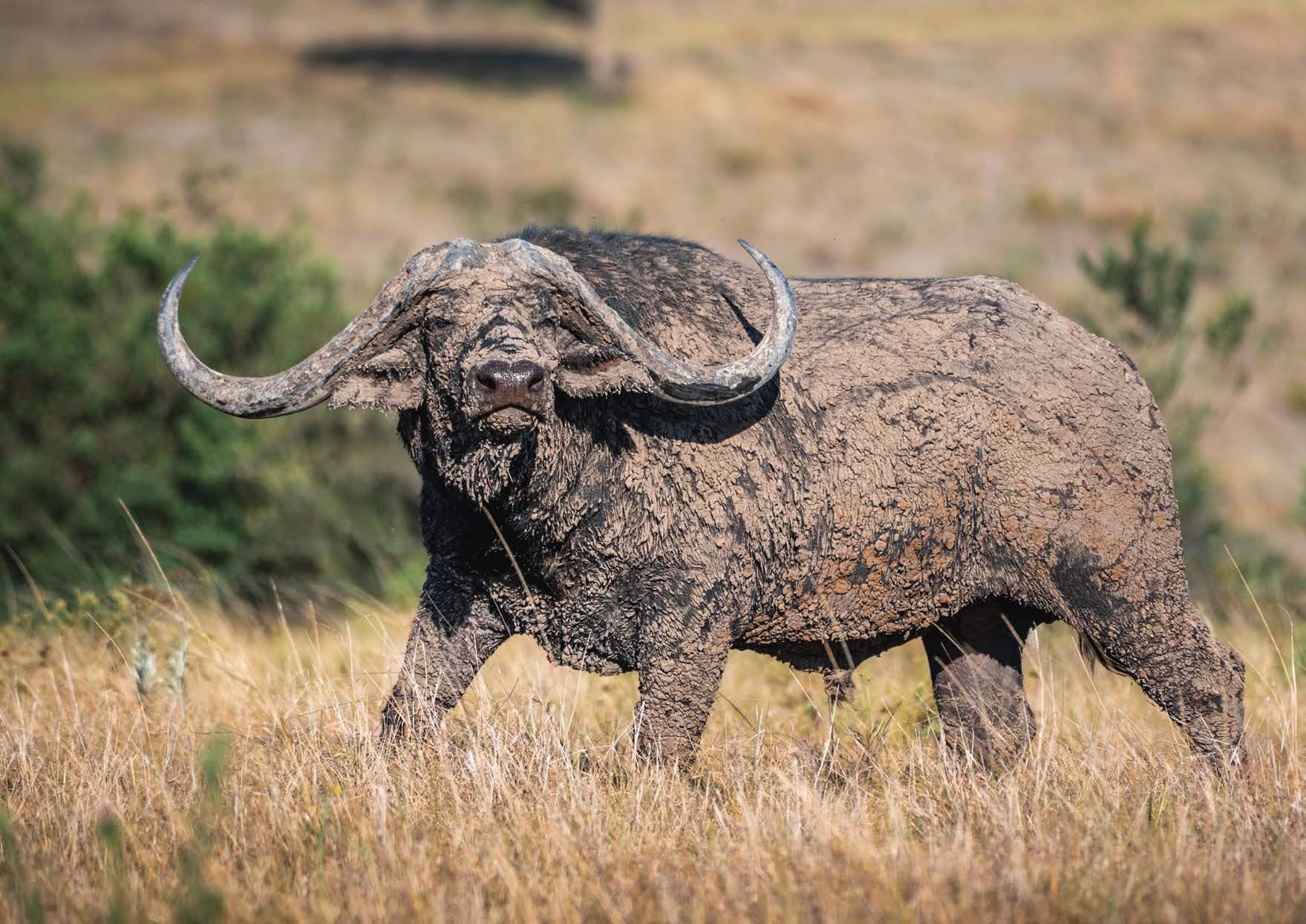 A buffalo caked in mud, standing in dry grass